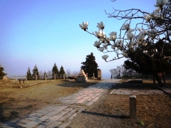 1 天井寺史跡公園とボタンP1050206.JPG